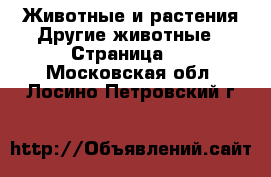 Животные и растения Другие животные - Страница 2 . Московская обл.,Лосино-Петровский г.